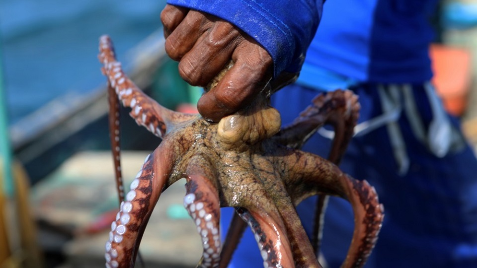 Spanish Seafood Giant Abandons Plans for World’s First Commercial Octopus Farm